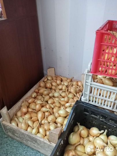 Лук семейный