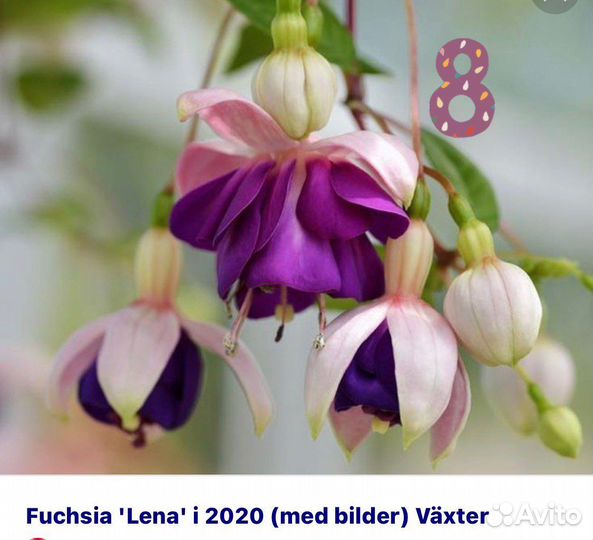 Фуксия сортовая