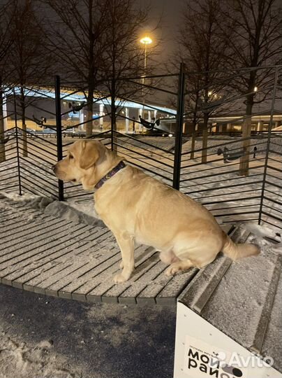 Кобель лабрадора вязка