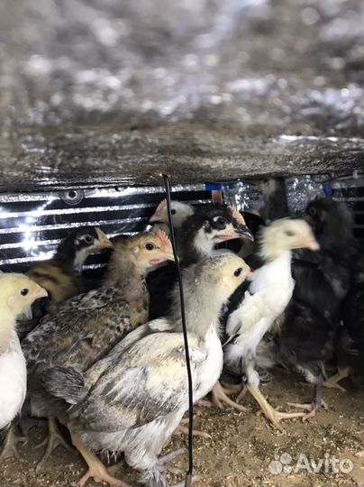Цыплята несушки