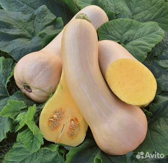 Тыква батернат