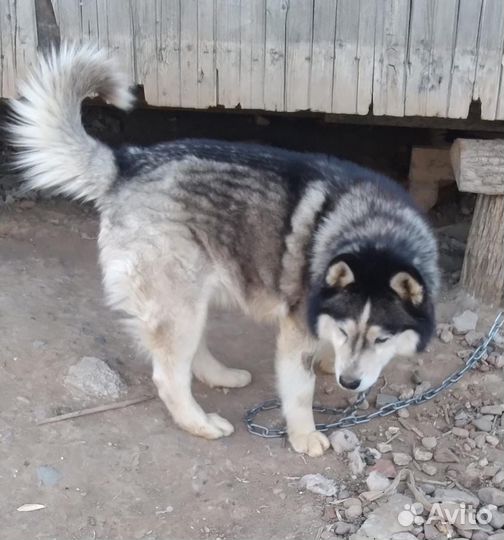 Сибирский хаски в добрые руки