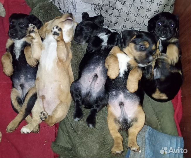 Щенки русского спаниэля