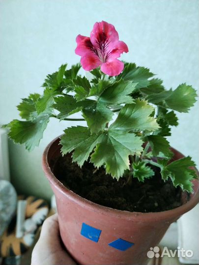 Пеларгония герань душистая