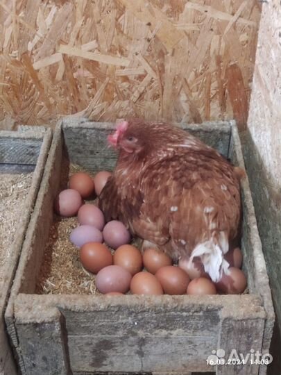 Домашние куриные яйца