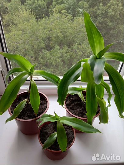 Растение Золотой ус