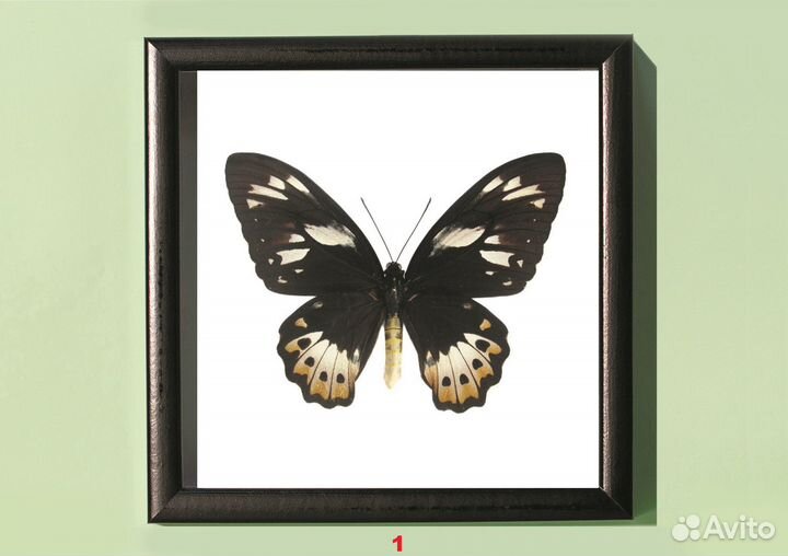 Сувенир. Бабочка в рамке. Смотрите описание