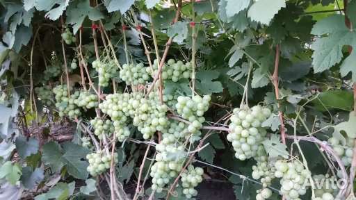Саженцы и черенки винограда