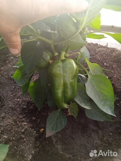 Рассада перцев, помидор (томатов, томаты)