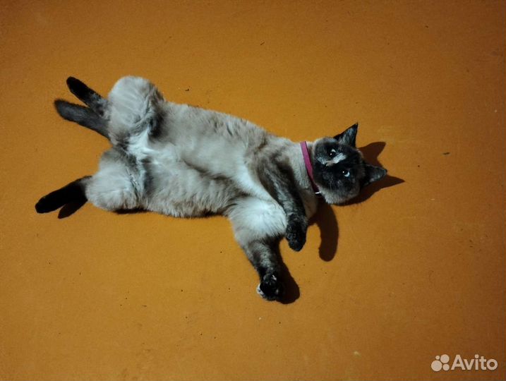 Отдам бесплатно