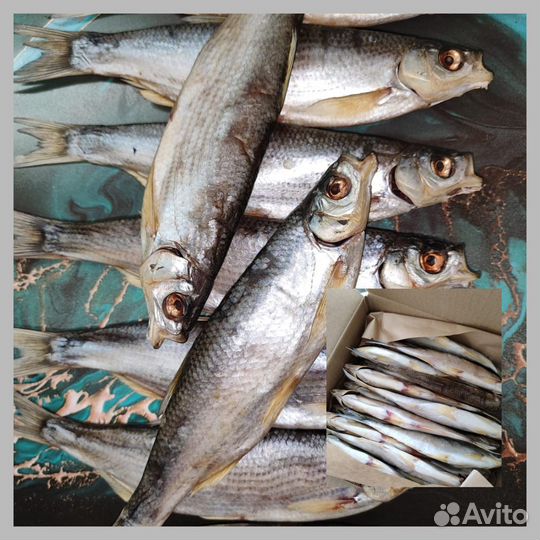 Донская Царская вяленая рыба, Рыбец, Кутум