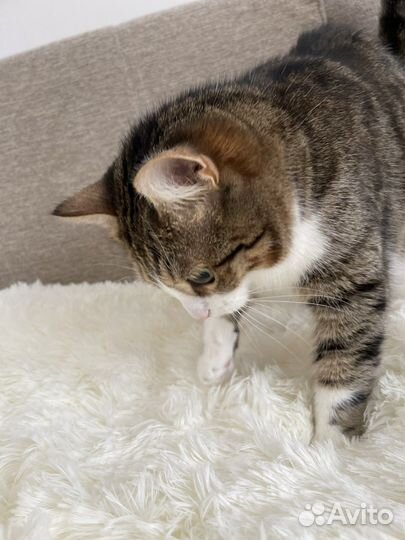 Кошки в добрые руки бесплатно