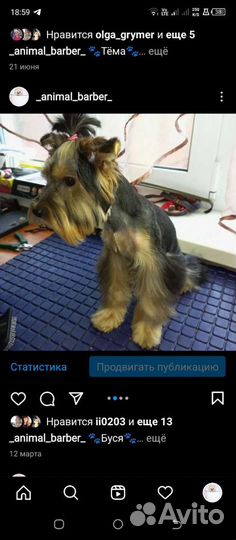 Груминг (стрижка животных (креативный груминг)