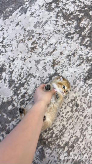 Шотландские котята