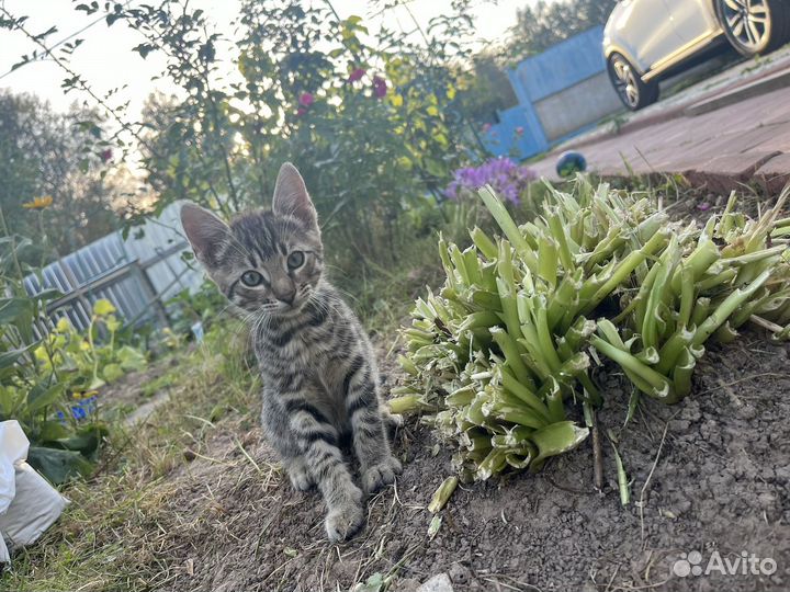 Бенгальские котята рождены 1.07.2024