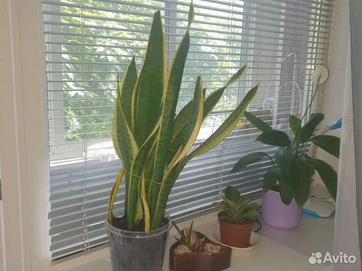 Сансевиерия