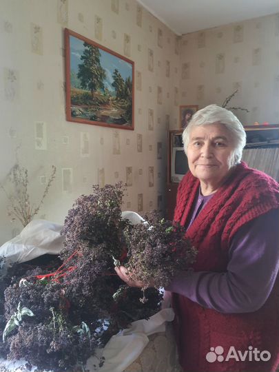 Трава душица