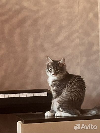 Выгул собак, передержка кошек и птиц