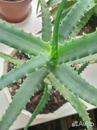 Алоэ вера лечебный