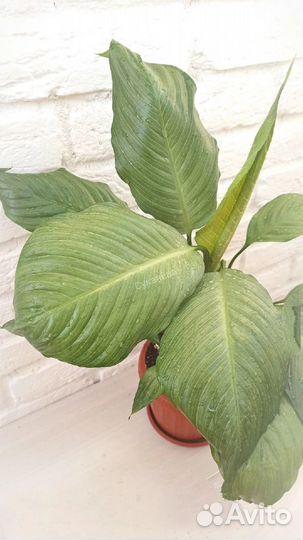 Спатифиллум спилт милк