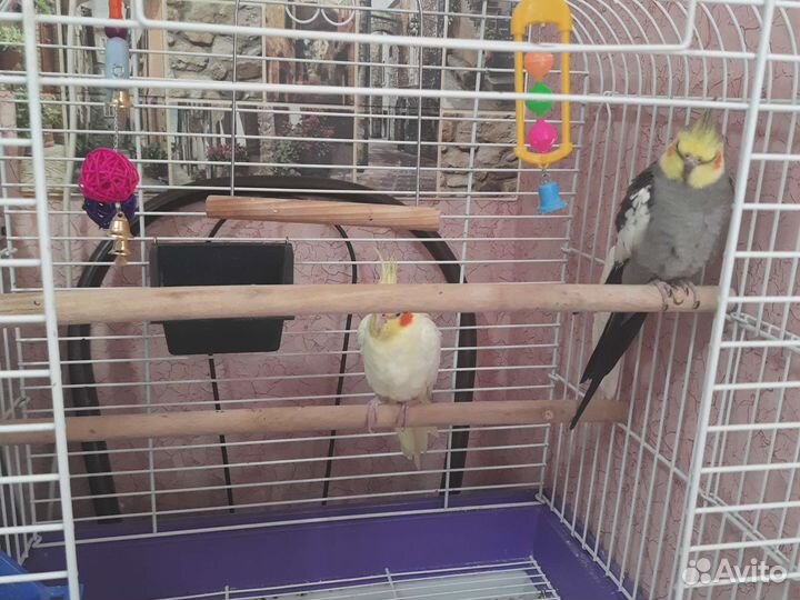 Попугай корелла мальчик и девочка