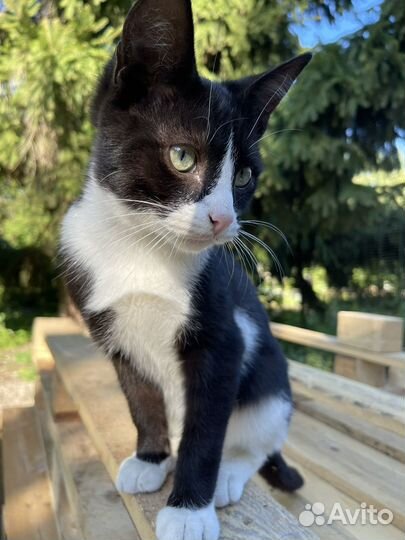 Котик в добрые руки