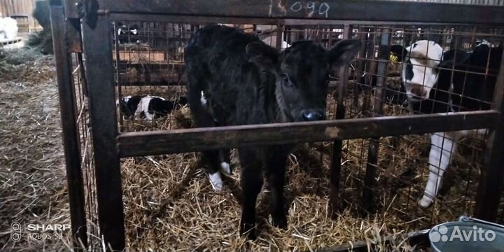 Холмогоры Голштины Бычки Тёлки