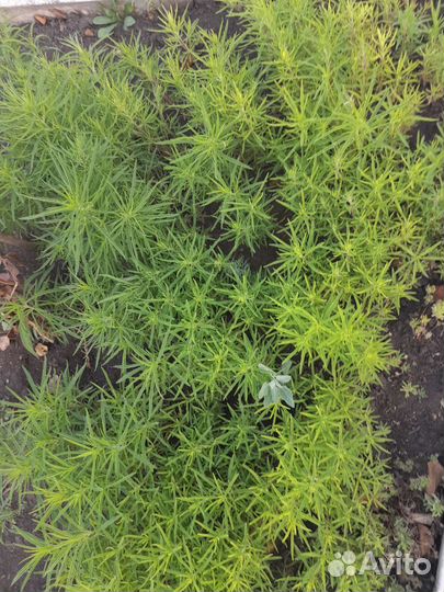 Рассада кохия