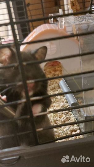 Хомяк с клеткой