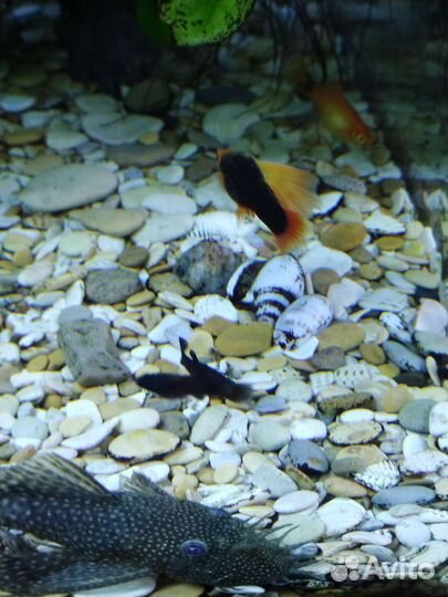 Моллинезия, анциструс самец