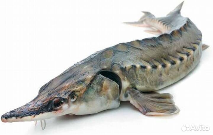 Тушки св./м, стейки