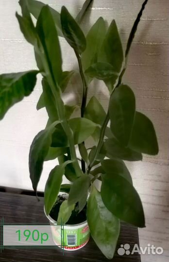 Комнатные цветы 1