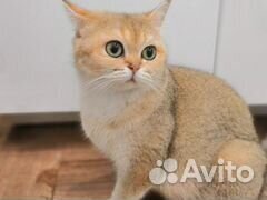 Продаётся котёнок