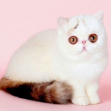 Экзотический короткошёрстный котёнок