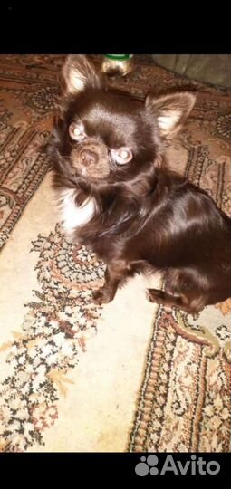 Чихуа хуа на вязку