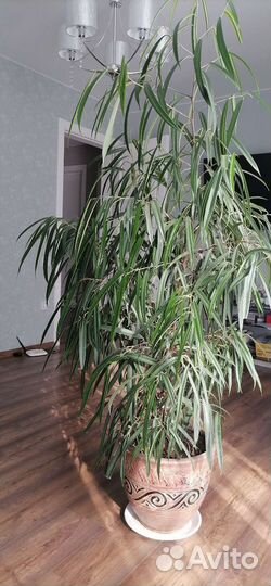 Фикус Али Биннедийка