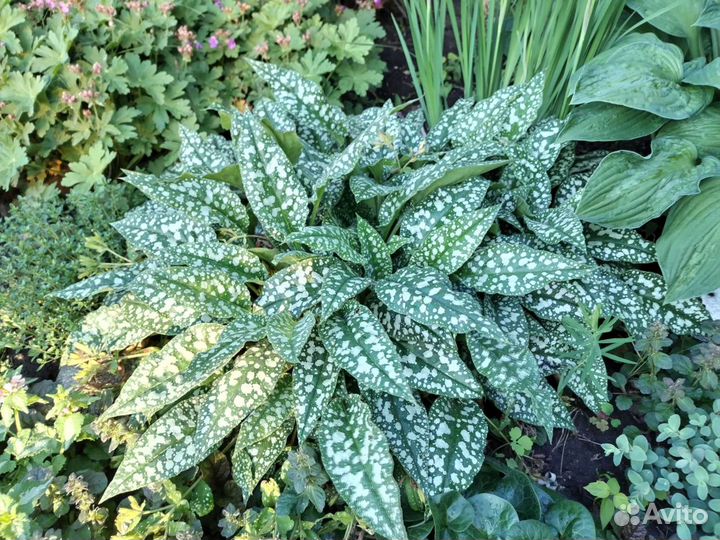 Многолетние садовые растения