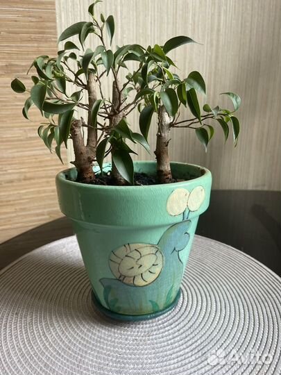 Комнатные растения цветы большие