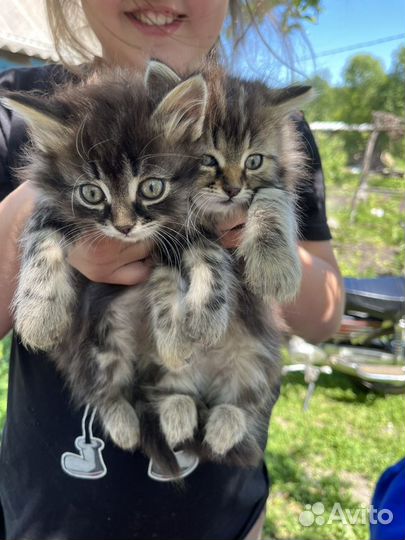 Отдам котенка в добрые руки бесплатно