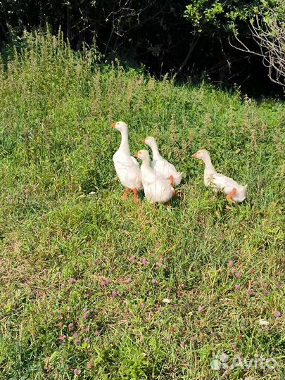 Гуси, 1 месяц