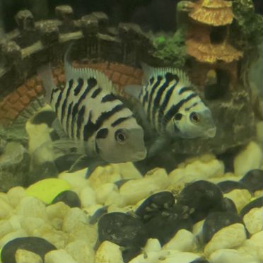 Аквариумные рыбы