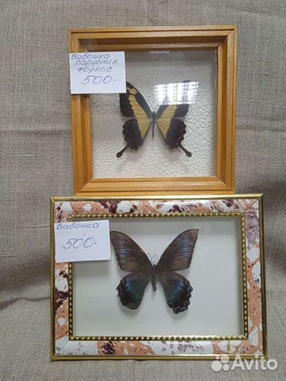 Бабочки в рамках