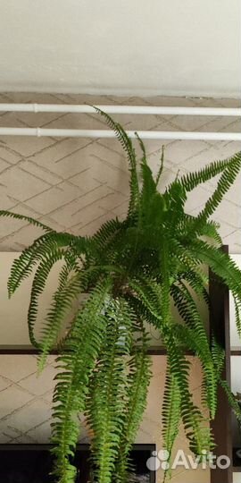 Папоротник нефролепис