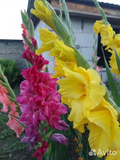 Гладиолусы луковицы