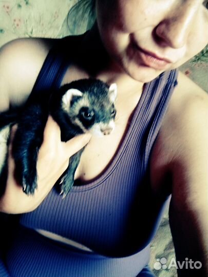 Хорек с клеткой