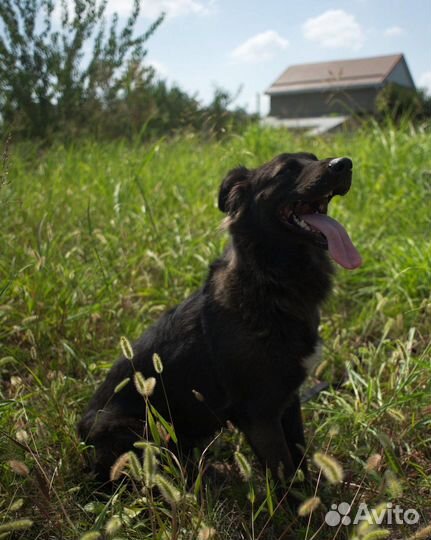 Черный бриллиант