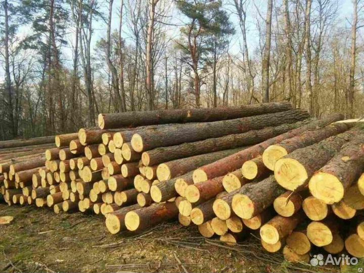 Лес для сруба