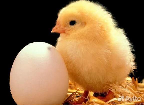 Цыплята броллер