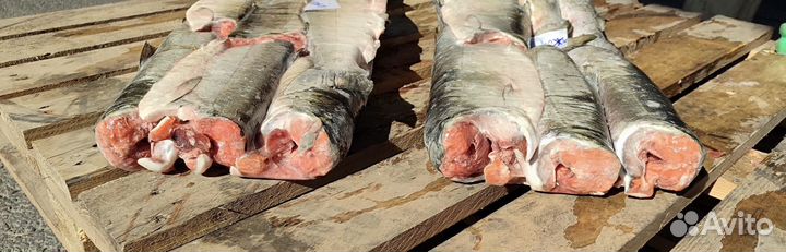 Кижуч пбг свежемороженый