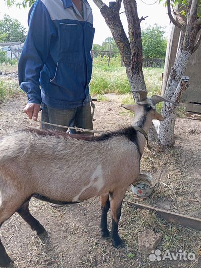 Козел породистый+ коза котная